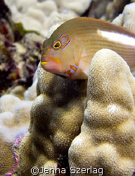 Arc Eye Hawkfish at Makena Landing Maui, HI by Jenna Szerlag 